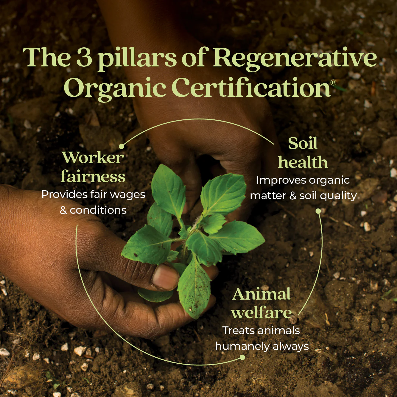Organic Holy Basil Booster Powder - Image 3
